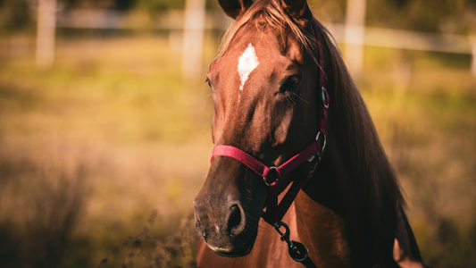 Cold Weather and Colic