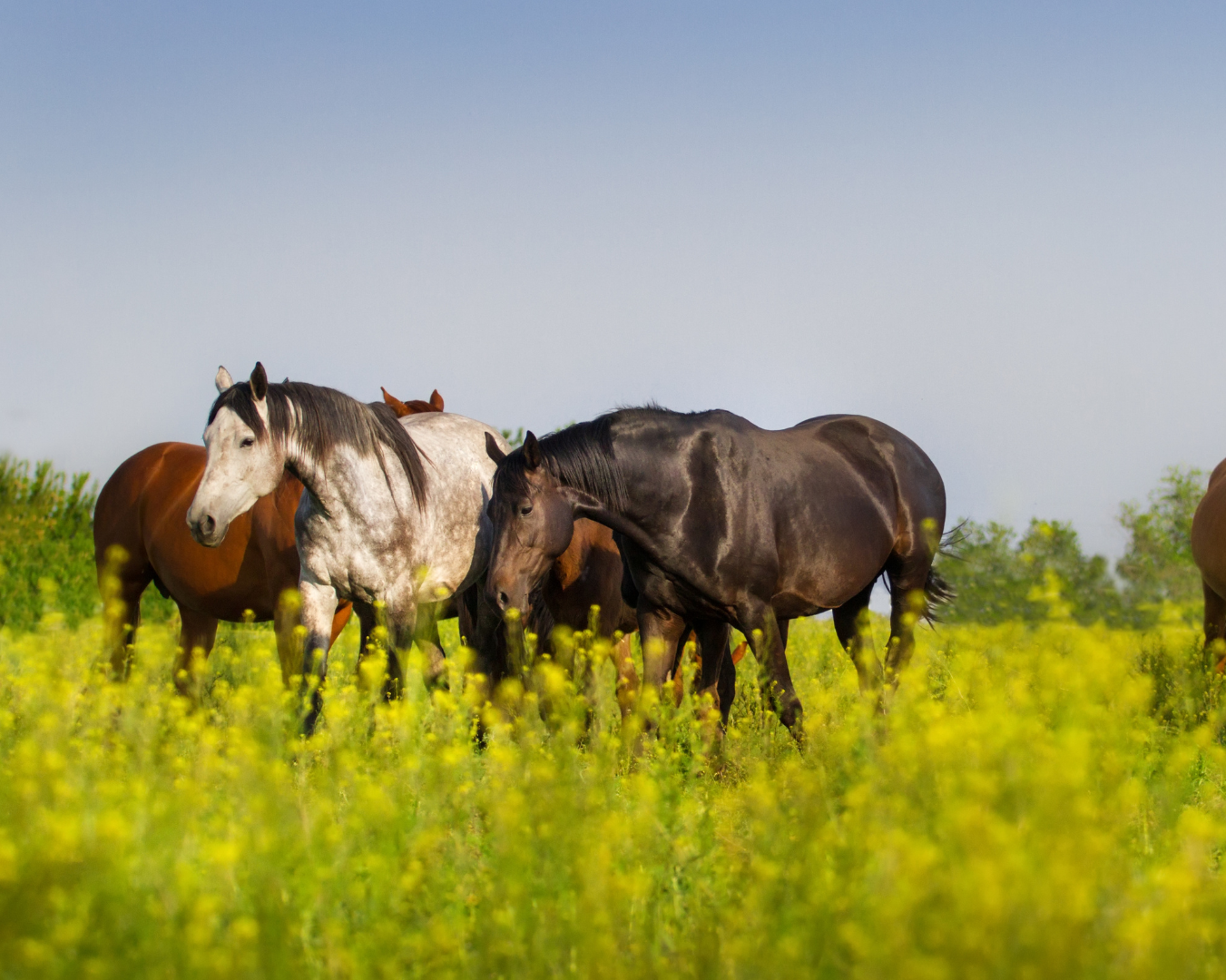 Best fly spray for horses